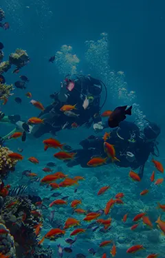 Exploration marine - La Reserve Cousteau