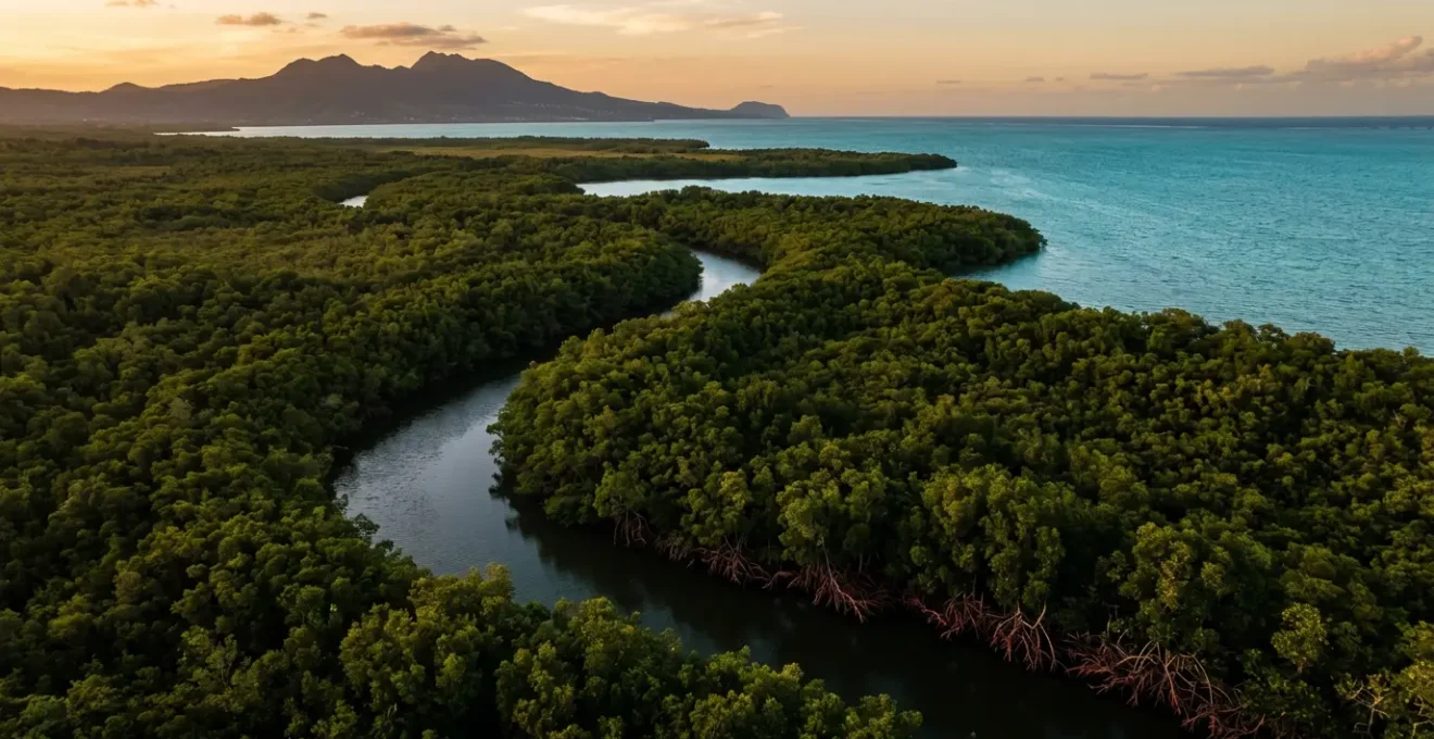 Vue aérienne de la Rivière Salée en Guadeloupe bordée par la mangrove verdoyante et les eaux turquoise du Grand Cul-de-sac Marin