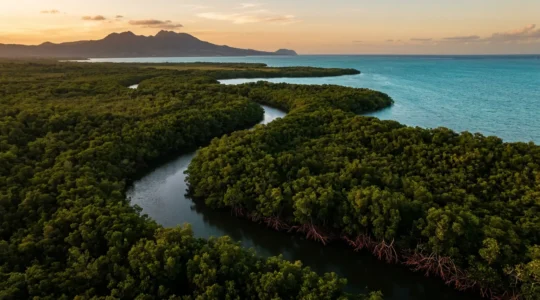 Vue aérienne de la Rivière Salée en Guadeloupe bordée par la mangrove verdoyante et les eaux turquoise du Grand Cul-de-sac Marin