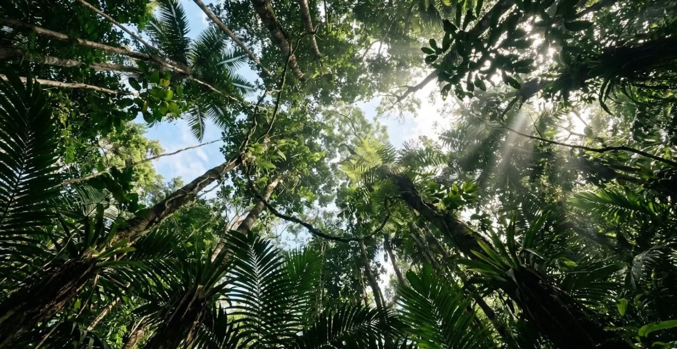 Vue en contre-plongée de la canopée dense d'une forêt tropicale guadeloupéenne avec filtration de lumière naturelle à travers les feuillages