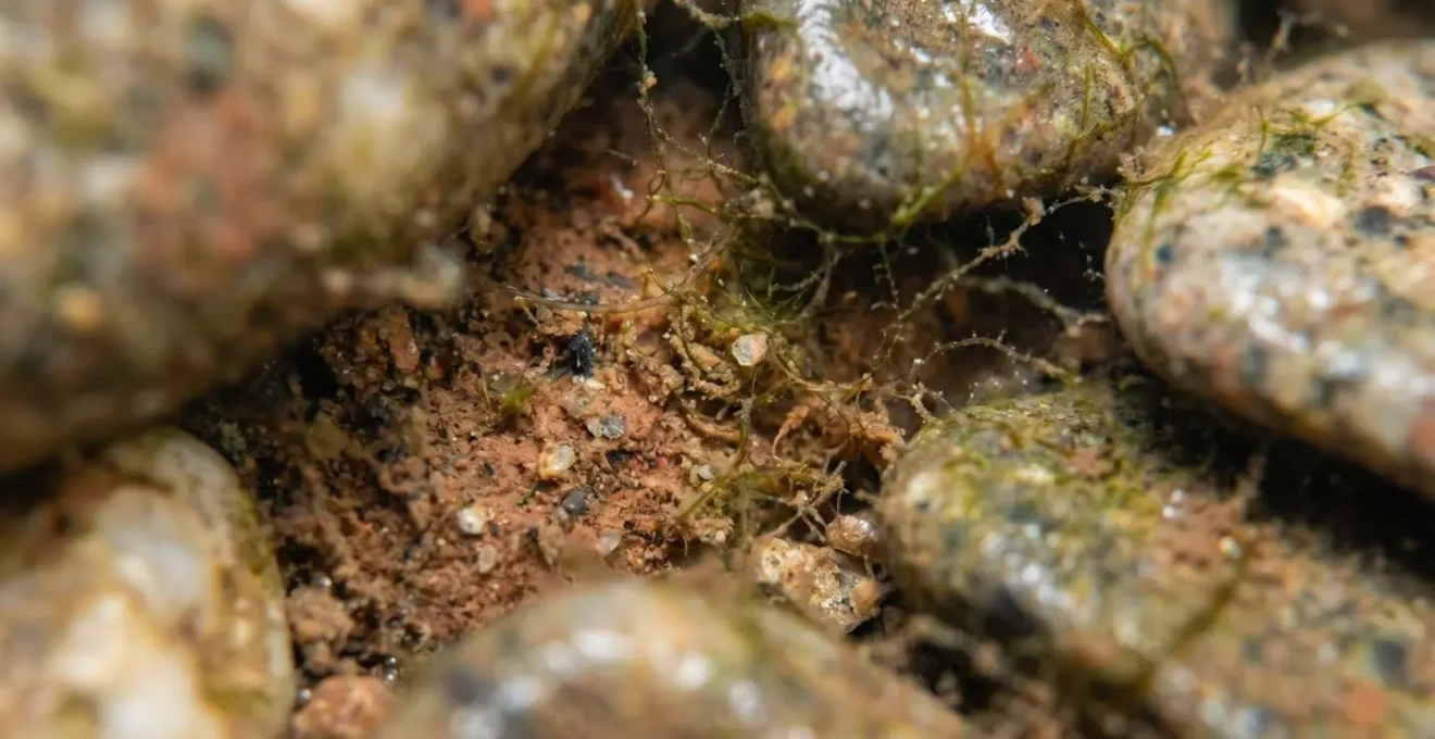 Gros plan sur l'habitat fragile des micro-organismes aquatiques vivant sous les pierres d'une rivière