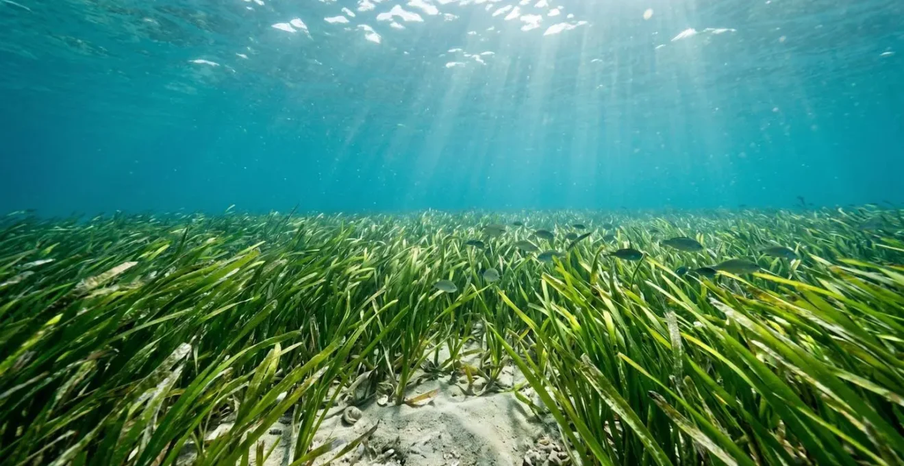 Vue sous-marine immersive d'un herbier de Thalassia testudinum dans le Grand Cul-de-Sac Marin, montrant la densité végétale et la vie marine associée