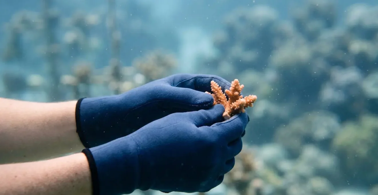 Gros plan sur des mains gantées manipulant délicatement une bouture de corail lors d'une opération de restauration récifale