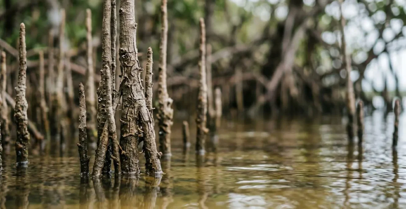 Racines aériennes de palétuviers dans l'eau calme de la mangrove avec lumière douce