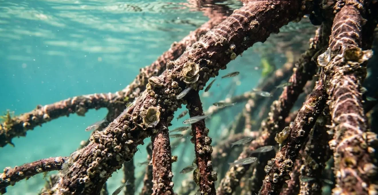 Racines aériennes de palétuvier rouge immergées dans l'eau claire de la mangrove avec des alevins nageant entre les racines