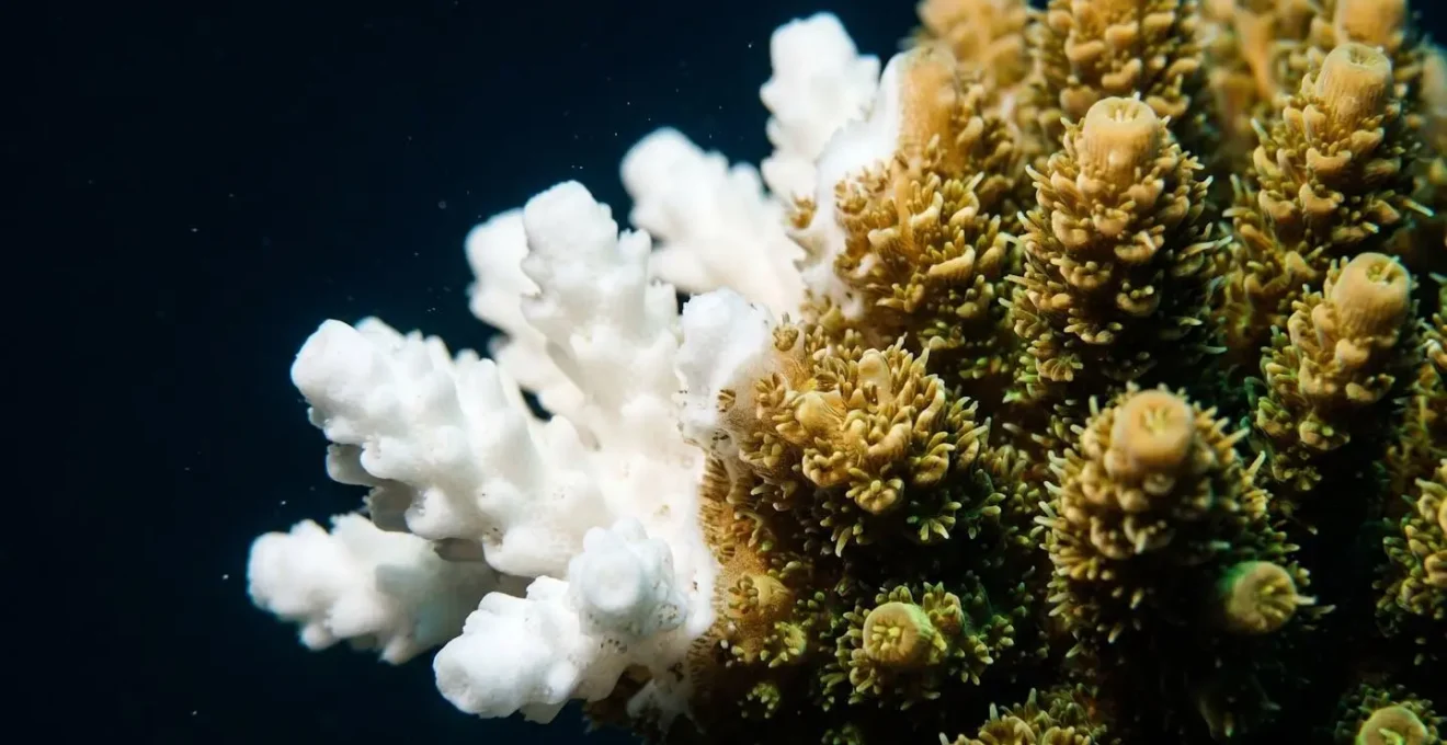 Colonie de corail présentant les symptômes du syndrome blanc avec une bande nette de tissu mort progressant sur la structure